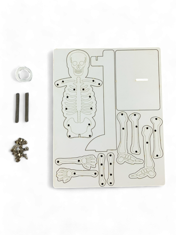 İskelet ve Sistemler – Kendin Yap DIY Deney Bilim Seti