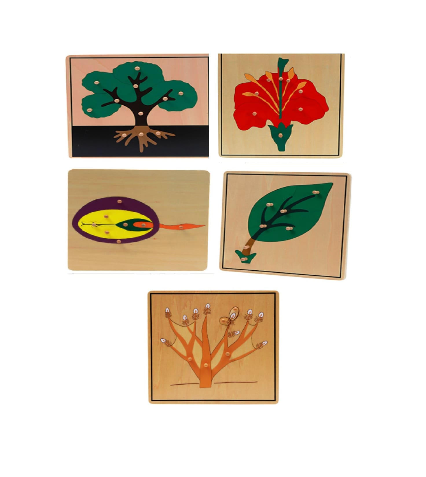 Montessori Bitkiler 5’li Puzzle Set