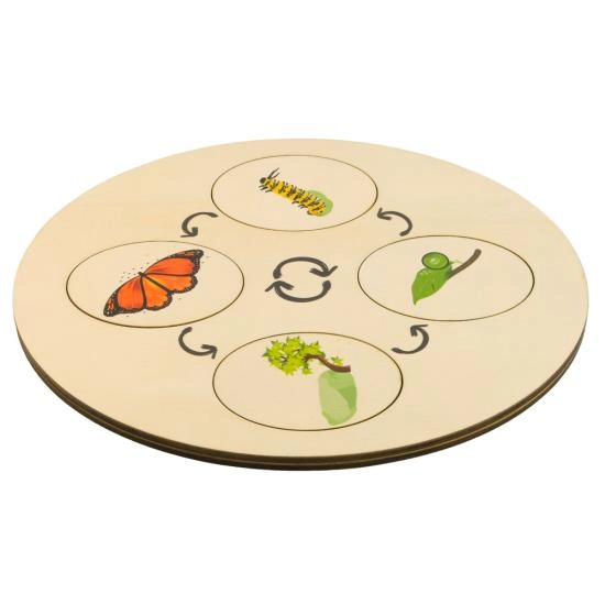 Montessori Yaşam Döngüleri