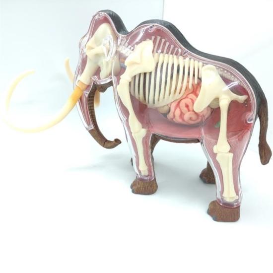 4D Master Vision Oyuncak Mamut Anatomi Modeli
